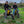 Heybike V1 Electric Dirt Bike