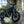 2027 Ducati Scrambler Nightshift