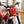 2024 Gas Gas TXT 300 Pro