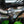 1985 Kawasaki KX125