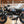 2022 Honda Monkey Z125 ABS