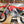 2025 HONDA CR500 AF